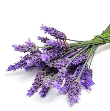 Levandula Kvet
