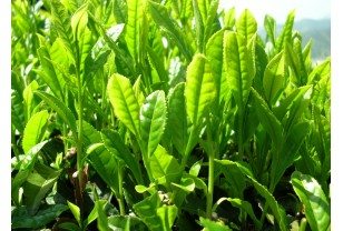 Vaporizácie zeleného čaju